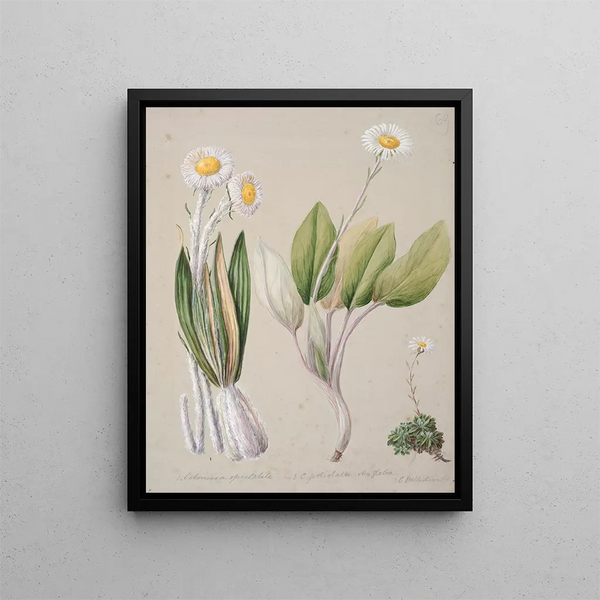 Celmisia - Sarah Featon — quadro incorniciato alla parete
