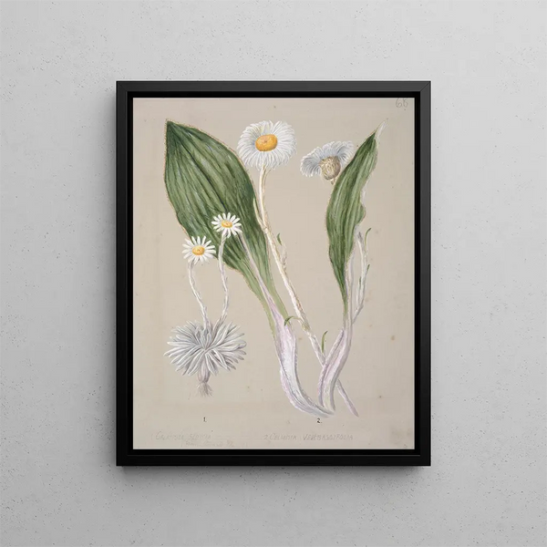 Marguerite des montagnes Celmisia - Sarah Featon — quadro incorniciato alla parete