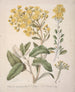 Marguerite Brachyglottis - Sarah Featon — vista dell’opera
