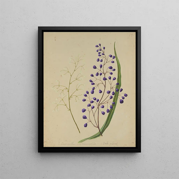 Dianella intermedia Pianta con inchiostro - Sarah Featon — quadro incorniciato alla parete
