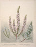Epacris 2 specie Dracophyllum 1 specie - Sarah Featon — vista dell’opera