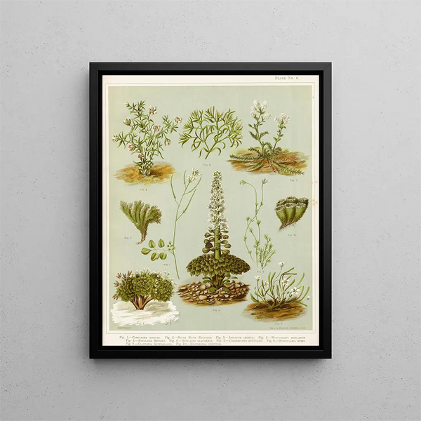 Fig 1 Cardamine hirsuta Fig 2 Braya della Nuova Zelanda Fig 3 Lepidium incisum Fig 4 Notothalspi rosulatum Stampa d'arte 6 - Sarah Featon — quadro incorniciato alla parete