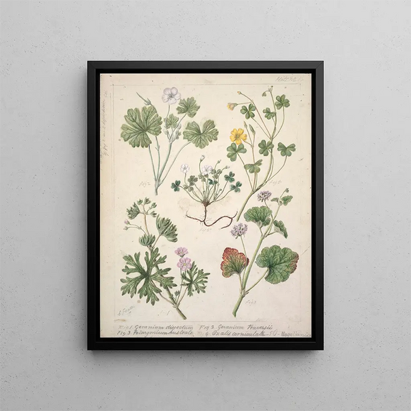 Géranium dissectum Géranium traversii Pelargonium australe Oxalis corniculata Magellanica - Sarah Featon — quadro incorniciato alla parete