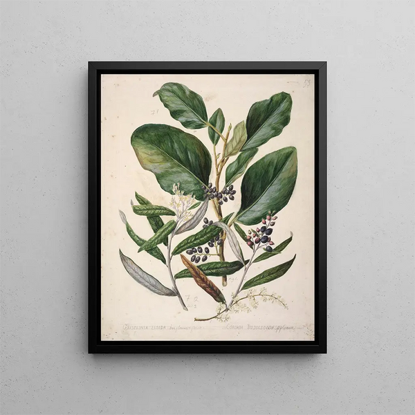 Griselinia lucida Corokia buddleoides - Sarah Featon — quadro incorniciato alla parete