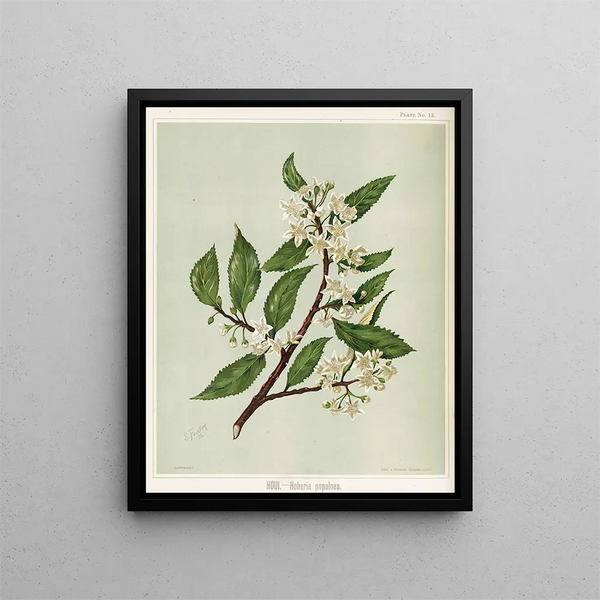 Houi Hoheria populnea - Sarah Featon — quadro incorniciato alla parete