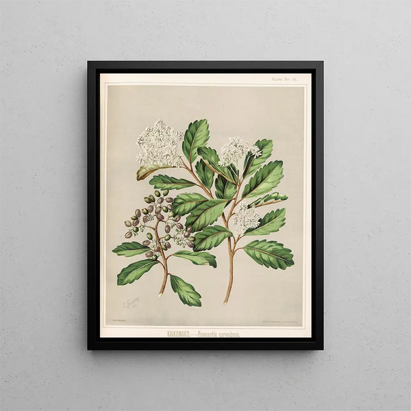 Kaikomako Pennantia corymbosa - Sarah Featon — quadro incorniciato alla parete
