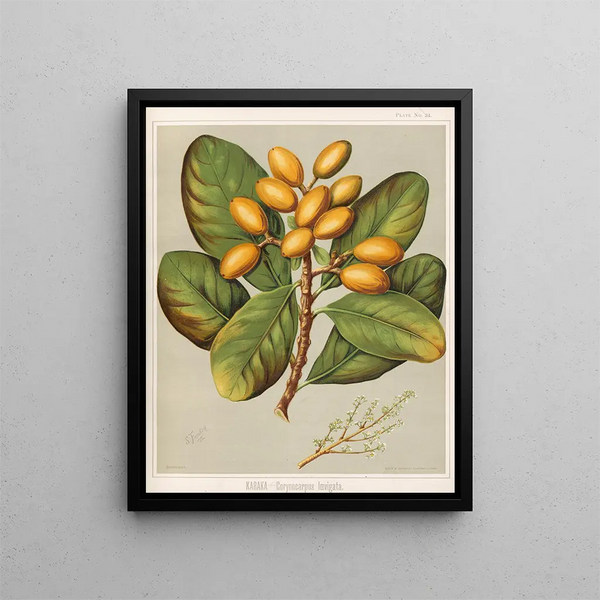 Karaka Corynocarpus laevigatus - Sarah Featon — quadro incorniciato alla parete