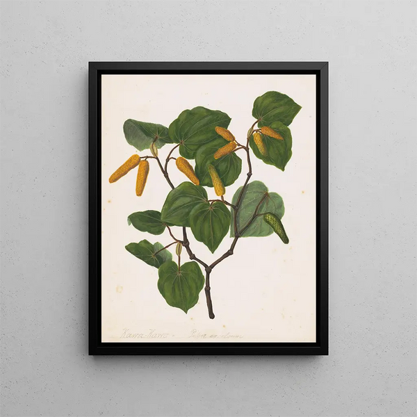 Kawa kawa Macropiper excelsum - Sarah Featon — quadro incorniciato alla parete
