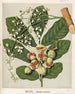 Riproduzione del dipinto KoheKohe Dysoxylum spectabile - Sarah Featon