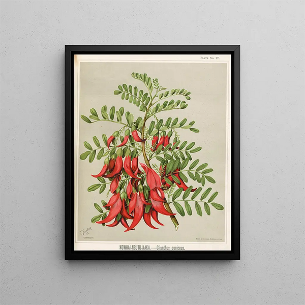Kowhai Ngutu Kaka Clianthus puniceus - Sarah Featon — quadro incorniciato alla parete
