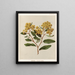 Kumarahou Pomaderris elliptica - Sarah Featon — quadro incorniciato alla parete