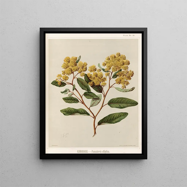 Kumarahou Pomaderris elliptica - Sarah Featon — quadro incorniciato alla parete