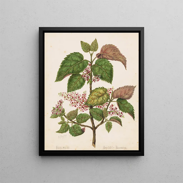Makomako Aristotelia racemosa - Sarah Featon — quadro incorniciato alla parete