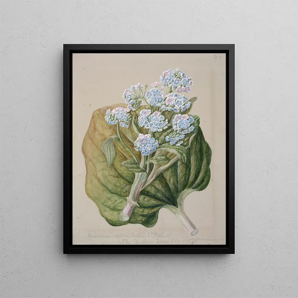 Myosotidium hortensia Myosotis dell'isola di Chatham - Sarah Featon — quadro incorniciato alla parete