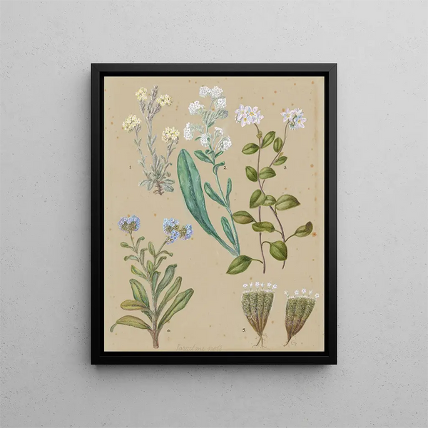 Myosotis specie 5 Myosotis - Sarah Featon — quadro incorniciato alla parete