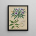 Gommage per uccelli di pecora Olearia angustifolia Teteaweka Olearia fruticosa Akipirau - Sarah Featon — quadro incorniciato alla parete