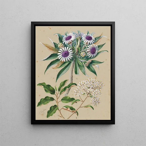 Gommage per uccelli di pecora Olearia angustifolia Teteaweka Olearia fruticosa Akipirau - Sarah Featon — quadro incorniciato alla parete