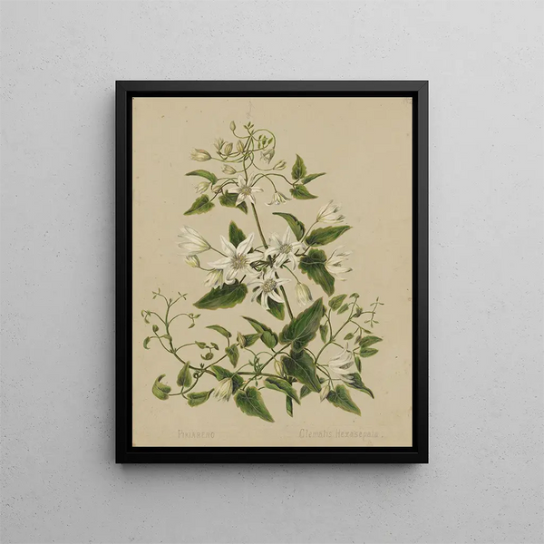 Pikiarero Clematis hexasepala - Sarah Featon — quadro incorniciato alla parete