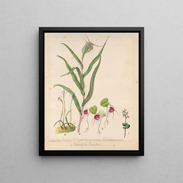 Orchidea cappello di folletto Acianthus sinclairii Orchidea ragno Corybas macranthus Caladenia minor Tutukiwi Orchidea Greenhood Pterostylis banksii - Sarah Featon — quadro incorniciato alla parete
