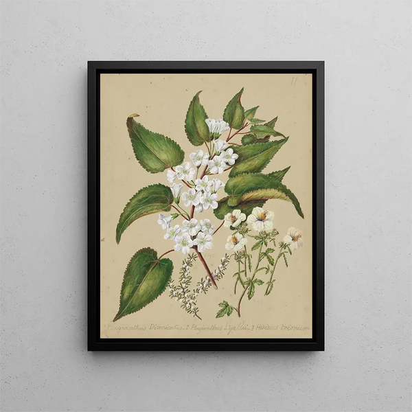 Plagianthus divaricatus Plagianthus lyallii Hibiscus trionum - Sarah Featon — quadro incorniciato alla parete