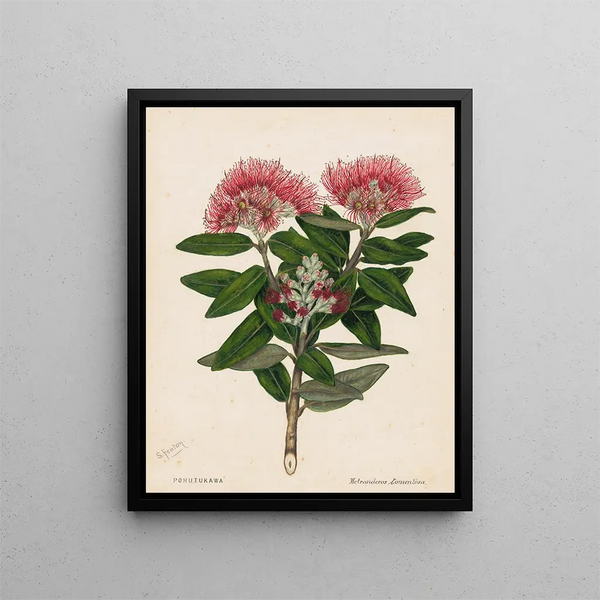 Pohutukawa Metrosideros tomentosa - Sarah Featon — quadro incorniciato alla parete