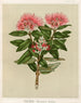 Pohutukawa Metrosideros tomentosa, Tavola 37 - Sarah Featon — vista dell’opera