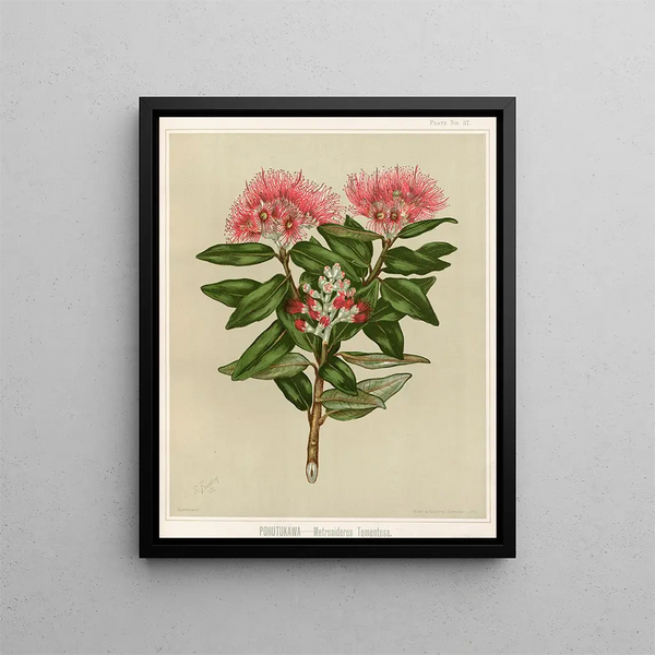 Pohutukawa Metrosideros tomentosa, Tavola 37 - Sarah Featon — quadro incorniciato alla parete