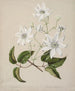 Puawananga Clematis indivisa - Sarah Featon — vista dell’opera