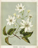 Puawananga Clematis indivisa, Planche 1 - Sarah Featon — vista dell’opera