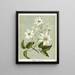 Puawananga Clematis indivisa, Planche 1 - Sarah Featon — quadro incorniciato alla parete