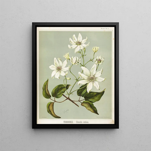 Puawananga Clematis indivisa, Planche 1 - Sarah Featon — quadro incorniciato alla parete