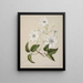Puawananga Clematis indivisa - Sarah Featon — quadro incorniciato alla parete