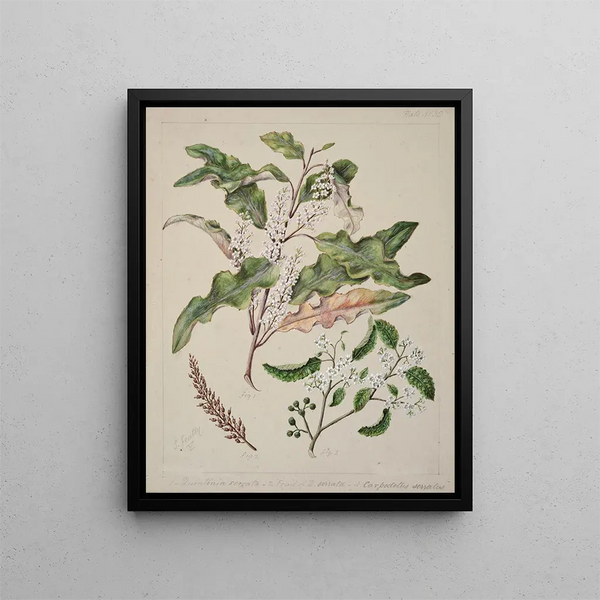 Quintinia serrata Carpodetus serratus - Sarah Featon — quadro incorniciato alla parete