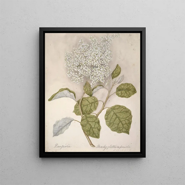 Rangiora - Sarah Featon — quadro incorniciato alla parete
