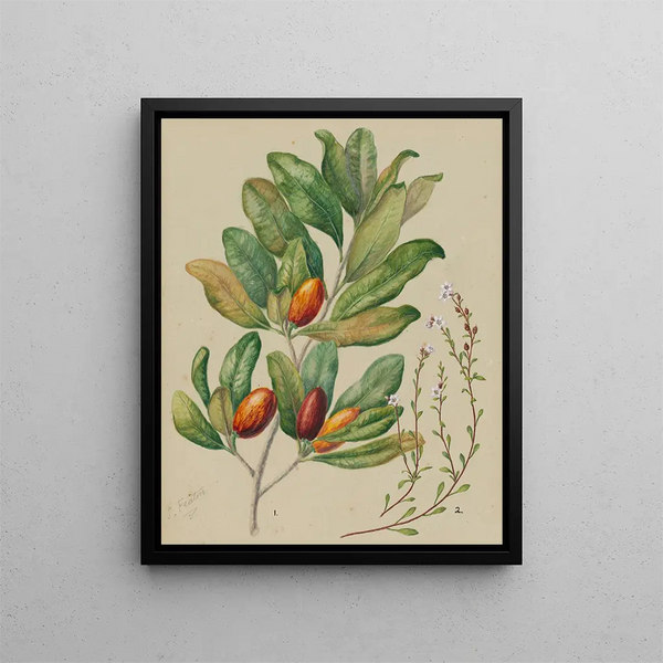 Samolus repens Pouteria costata - Sarah Featon — quadro incorniciato alla parete