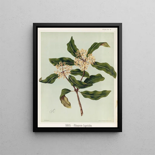 Tarata Pittosporum eugenioides, Tavola 9 - Sarah Featon — quadro incorniciato alla parete