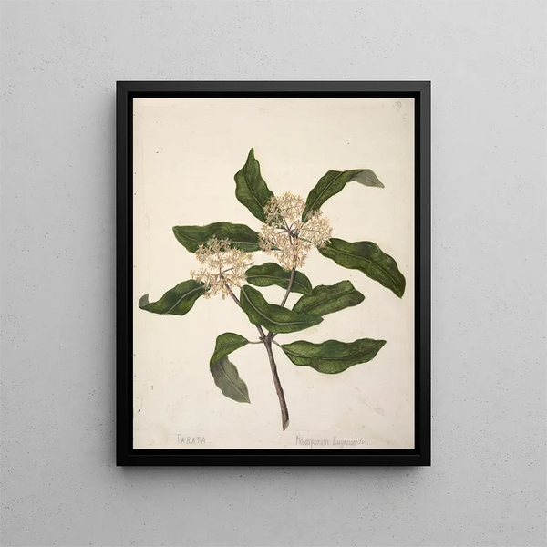 Tarata Pittosporum eugenioides - Sarah Featon — quadro incorniciato alla parete