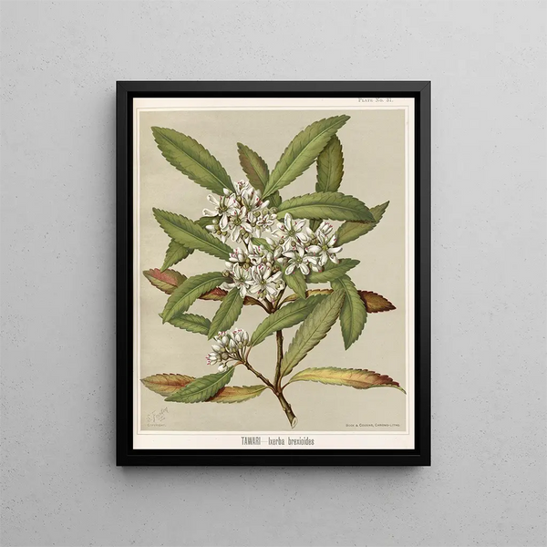 Tawari Ixerba brexioides, Planche 31 - Sarah Featon — quadro incorniciato alla parete