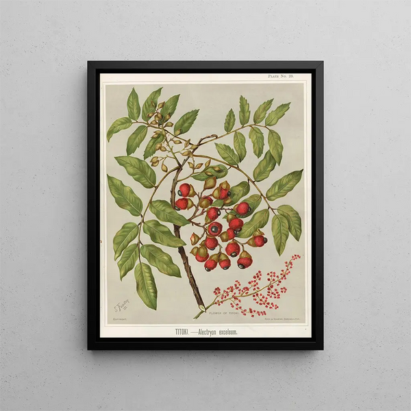 Titoki Alectryon excelsum, Tavola 23 - Sarah Featon — quadro incorniciato alla parete