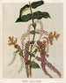 Tupakihi Coriaria ruscifolia, Tavola 25 - Sarah Featon — vista dell’opera