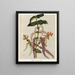 Tupakihi Coriaria ruscifolia, Tavola 25 - Sarah Featon — quadro incorniciato alla parete