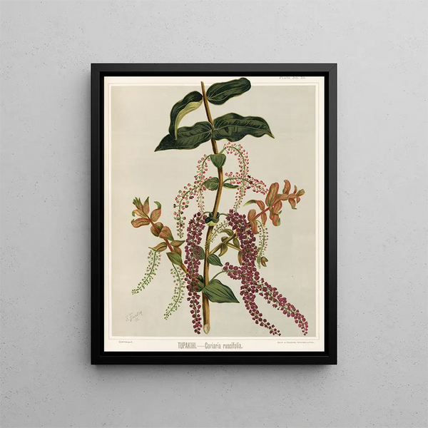 Tupakihi Coriaria ruscifolia, Tavola 25 - Sarah Featon — quadro incorniciato alla parete