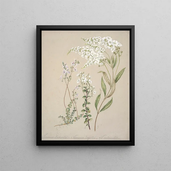 Véronique - Sarah Featon — quadro incorniciato alla parete
