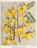 Kowhai giallo Sophora tetraptera, Tavola 28 - Sarah Featon — vista dell’opera