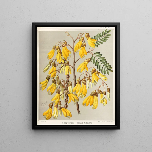 Kowhai giallo Sophora tetraptera, Tavola 28 - Sarah Featon — quadro incorniciato alla parete