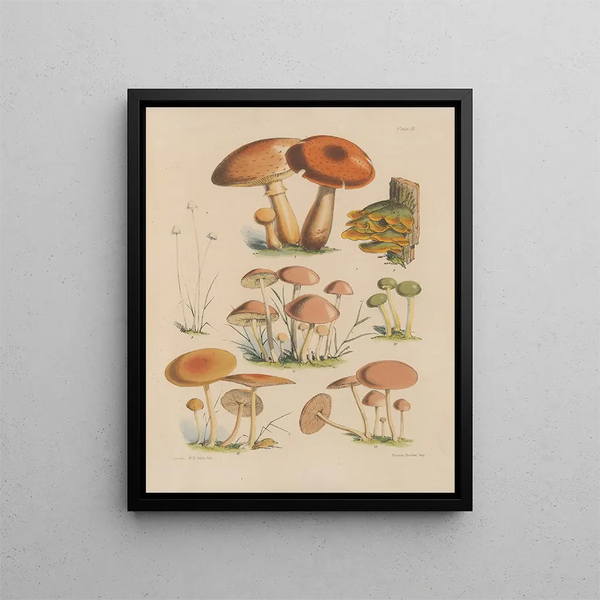 Sarah Price - Illustrations of the fungi of our fields and woods Pl02.webp