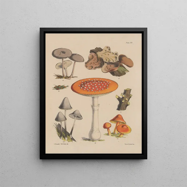 Sarah Price - Illustrations of the fungi of our fields and woods Pl08.webp