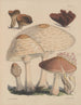 Illustrazioni dei funghi dei nostri campi e dei nostri boschi Pl11 - Sarah Price — vista dell’opera