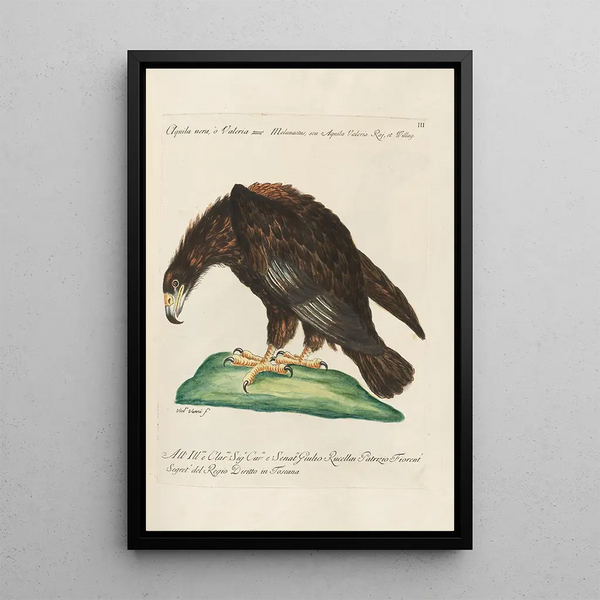 Ornithologie metodicamente disposto Pl003 - Saverio Manetti — quadro incorniciato alla parete
