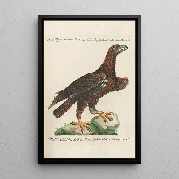 Ornithologie méthodiquement disposée Pl004 - Saverio Manetti — quadro incorniciato alla parete